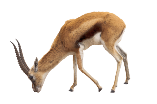 Cutout of an isolated male Thomson's gazelle grazing  with the transparent png
