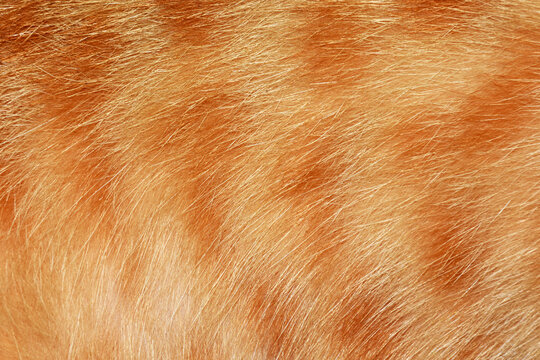 Orange cat hair, full frame orange fur, for the background.