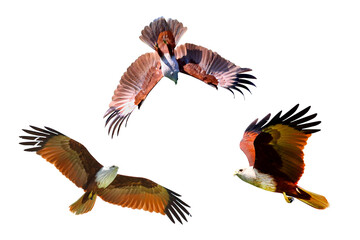 Brahminy Kite flying isolated on transparent background png file