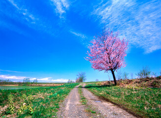 農道と桜(旭川市西神楽）