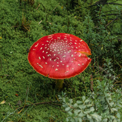 Big red mushroom close up in the forest