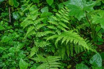 Close up of wild fern