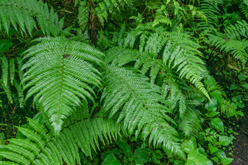 Close up of wild fern