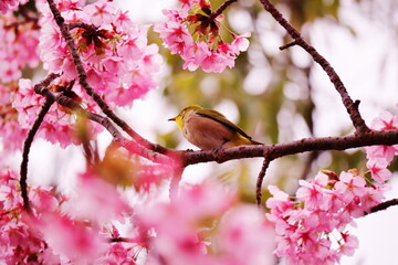満開の桜と遠くを見つめるメジロ