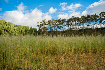 Landscape with wheat cypress and pine trees
