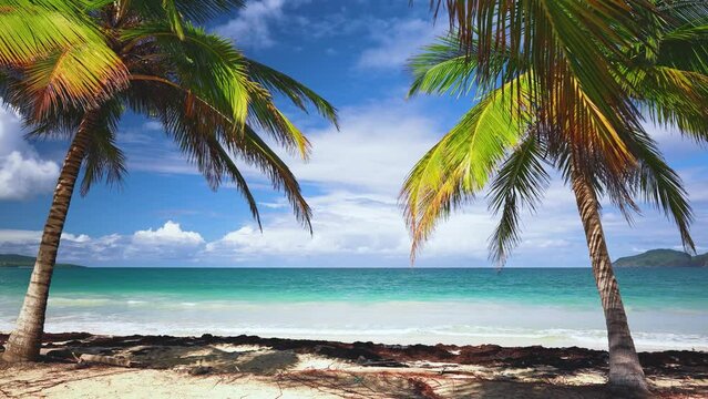 Bright coconut palms on a sandy sunny Caribbean beach. Paradise island with picturesque natural landscapes. Summer holidays and tropical beach holiday concept. Best place for lovers