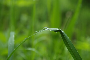 Dew drops on the grass on a summer morning. Moscow region. Russia