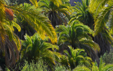 Parque rural del Nublo, Gran Canaria, Spain