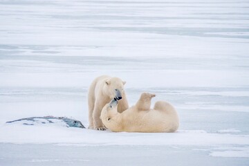 Two wild polar bears (Ursus maritimus) playing together on ice and snow in Churchill, Manitoba.