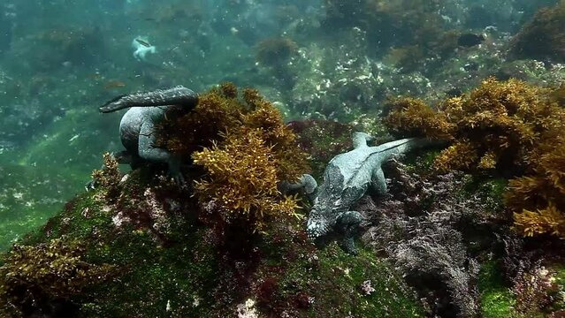 Two Galapagos marine Iguana crawling on rocks underwater ocean. Video demonstrates iguana swimming. Wild animal iguana Amblyrhynchus cristatus on seabed in marine life of wild nature of Pacific Ocean.