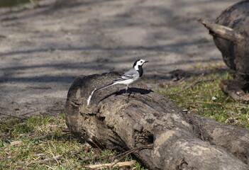 A white wagtail is sitting on an old log. Moscow region. Russia