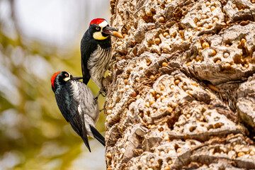 Two Acorn woodpecker sitting on a palm tree, close-up.