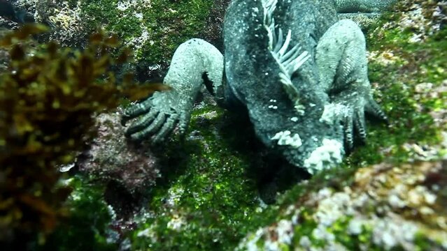 Close-up Marine Iguana gnaws algae underwater ocean. Wild animal Galapagos iguana Amblyrhynchus cristatus on seabed in marine life of wild nature of Pacific Ocean.