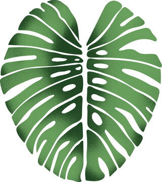 Monsterra Leaf graphic design, transparent