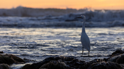 Central Coast of California Ocean Wildlife