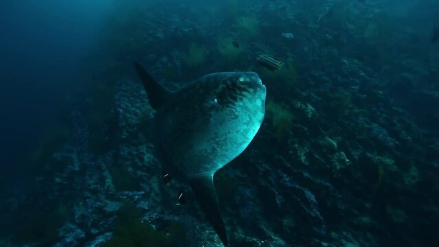 Mola mola fish in underwater marine life of Pacific Ocean. Amazing Actinopterygii moonfish sunfish fish in world of wildlife under water of blue lagoon on Galapagos Islands.