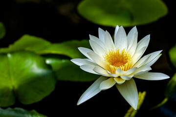 日本の美しい四季の花、睡蓮