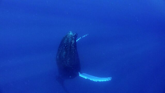 Whale vertically floats to surface of water in marine life of ocean on Reunion island.