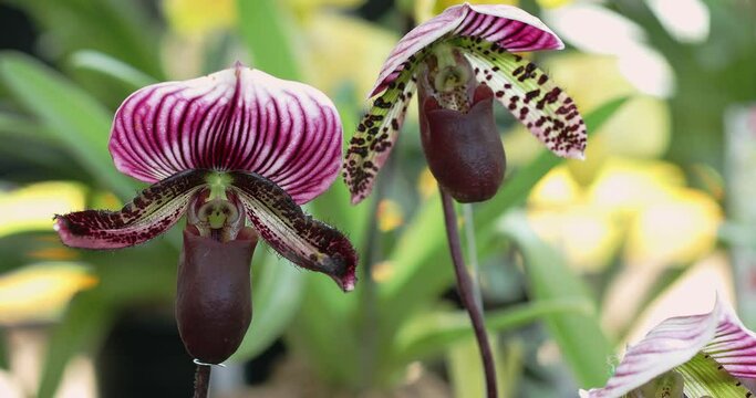 Beautiful orchid flower blooming at rainy season. Paphiopedilum Orchidaceae. or Lady's Slipper. 4K