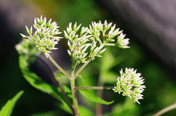 ヒヨドリバナのつぼみ