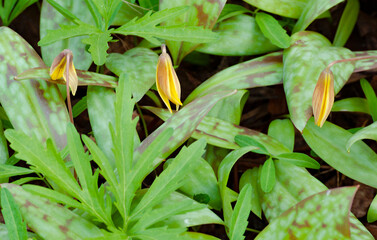 588-80 Trout Lilies and Toothwort