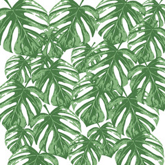 Seamless tropical leaf pattern. Watercolour botanical illustration. Beautiful elegant monstera leaf pattern. For fabric, paper, and other designer
