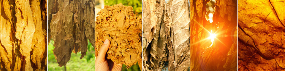 Tobacco leaf background of a tobacco plantation field collage, banner. Drying of tobacco leaves