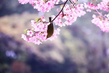 美しい桜の風景とメジロ