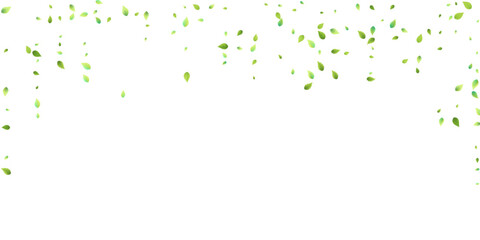 Leaves Green Falling Flying Foliage Leaf Tea Mint