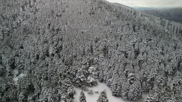 Chillin' in the Snow: Aerial View of Winter Magic&mdash;Mountains, Snowy Pines and National Park Vibes