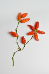Cayenne Chili  pepper isolates on white background