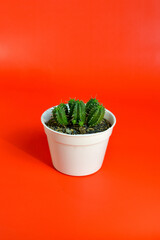 Close up Lady Finger Cactus (Mammillaria elongata) in white pot isolated on red background