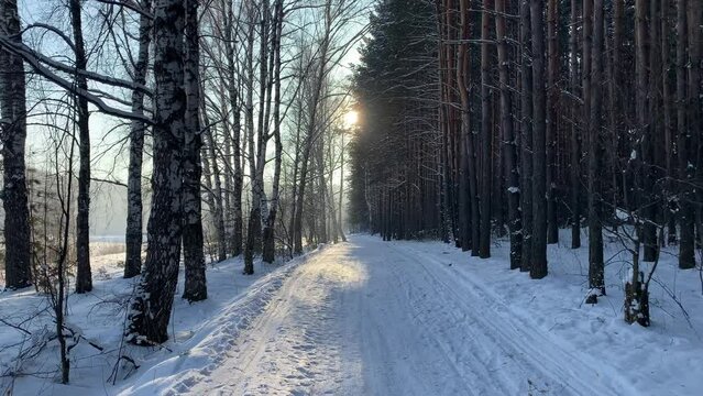 Sunlight through the trees in the forest. Snow trees and a cross-country ski trail. Beautiful and unusual roads and forest trails. Beautiful winter landscape. The trees stand in a row