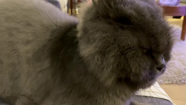black cat lying on a chair and looks around.