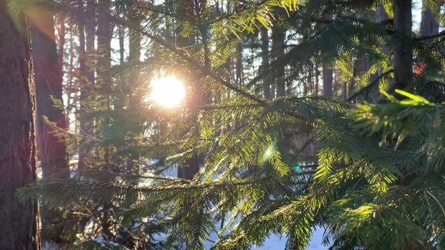 Sunlight through the trees in the forest. Snow trees and a cross-country ski trail. Beautiful and unusual roads and forest trails. Beautiful winter landscape. The trees stand in a row