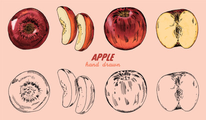 Obraz premium Vector set of hand drawn apple, vintage style illustration.