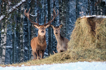 A group of deer in the winter forest in the daytime. Portrait of deer in the wild. Close-up