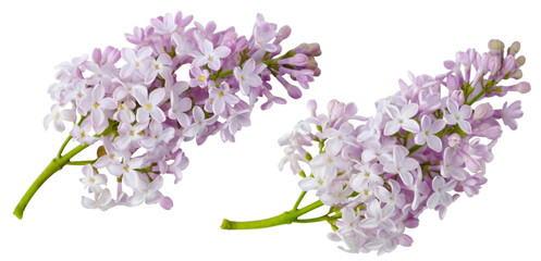 Lilac flowers isolated on transparent background clipart png  - 569056168