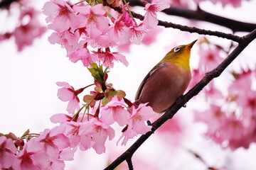 満開の桜と可愛いメジロ