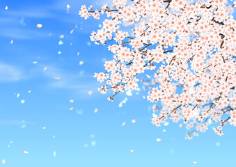満開の桜と青空の背景 桜吹雪