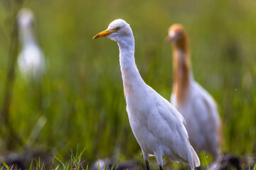 White egret birds (egretta garzetta) are standing in a watery paddy field looking for food, is a species of small heron in the family Ardeidae