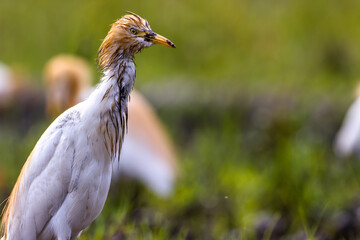 White egret birds (egretta garzetta) are standing in a watery paddy field looking for food, is a species of small heron in the family Ardeidae