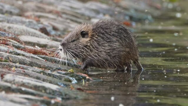 Portrait close up shot of a small nutria, myocastor coypus by the river bank surrounded by large swarm of midges flies at Lago de regatas, Buenos Aires.