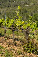 Fototapeta na wymiar Old grape vine steam. Landscape with vineyards. Garraf, province Barcelona, Catalonia