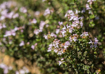 Thyme wild bush among the stones. Thymus vulgaris, thymes - medicinal herbs. Natural park Garraf, Spain 