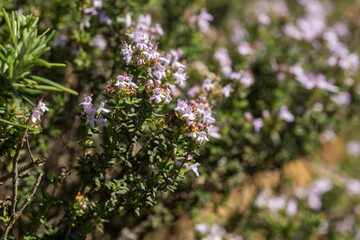 Thyme wild bush among the stones. Thymus vulgaris, thymes - medicinal herbs. Natural park Garraf, Spain 