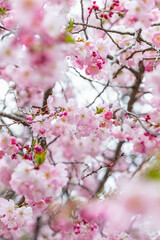 Pink Japanese cherry trees blossoming in spring in a garden