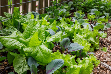 Leaf lettuce and cabbage interplanted in  a home organic kitchen garden in the springtime - 569061373
