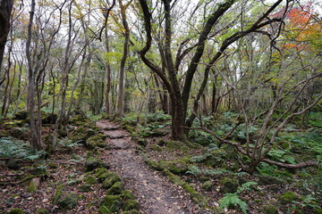 fine autumn forest with path