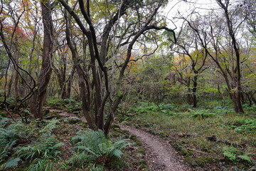fine autumn path through old trees